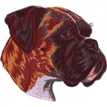 Hunde - Boxerkopf 2