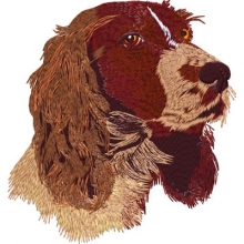 Hunde - Englischer Springer Spaniel